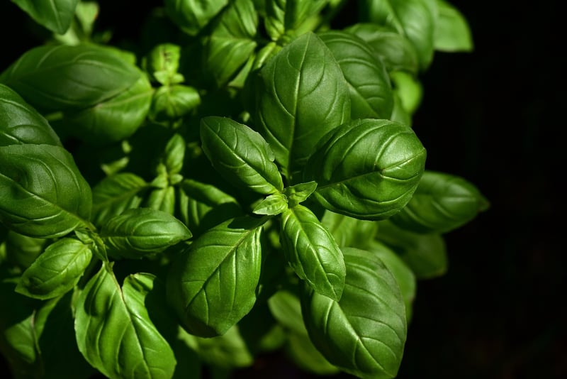 Umami Ingredients